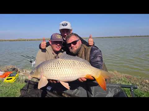 Видео: #carpfishing #рыбалканаозере #fishing #карп #carp #рыбалка  #карпфишинг #турнир #крым #рабалкавкрыму