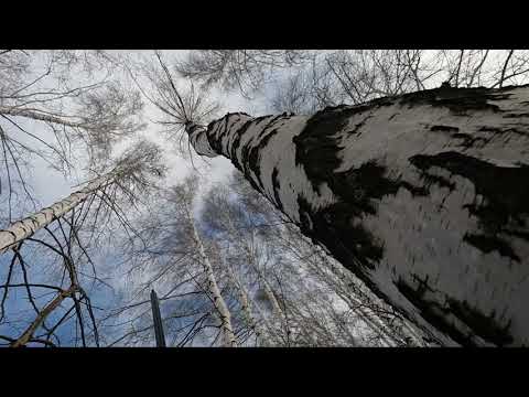 Видео: Охота на куницу. 28 калибр, всегда достаточно?