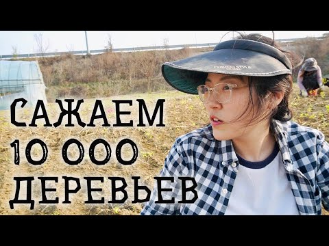 Видео: ДВА ДНЯ и 10 000 ДЕРЕВЬЕВ... Засаживаю мой участок земли в Южной Корее!