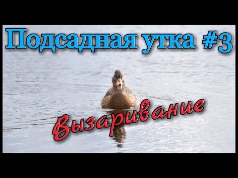 Видео: Подсадная утка и охота с ней #3. Как правильно подготовить подсадную утку к охоте.Советы начинающим.