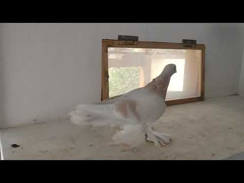 Видео: Голубка бланьживая,племенная 8.11.2025 год.Германия