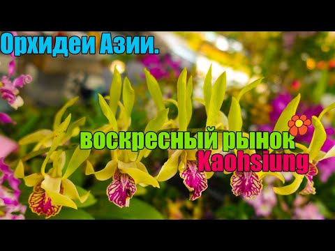 Видео: Азия, цветочный рынок. Тайвань