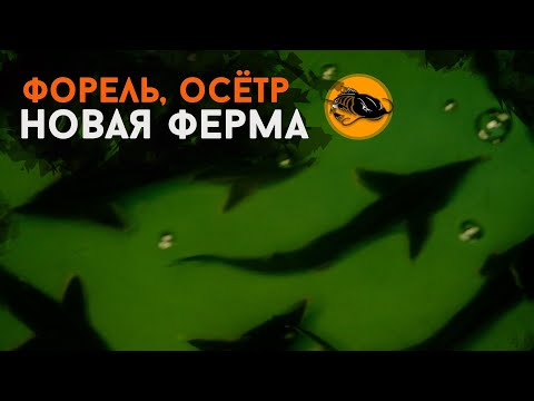 Видео: Форель, Осётр и Новая Ферма | Рыба в УЗВ