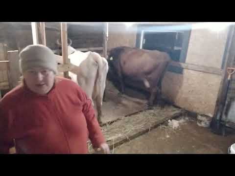 Видео: #деревенскаяжизнь #новости #деревенскиебудни