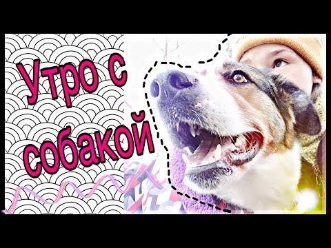 Видео: Vlog Мое утро с собакой,MY MORNING ROUTINE/Покупки из зоо/Прогулка