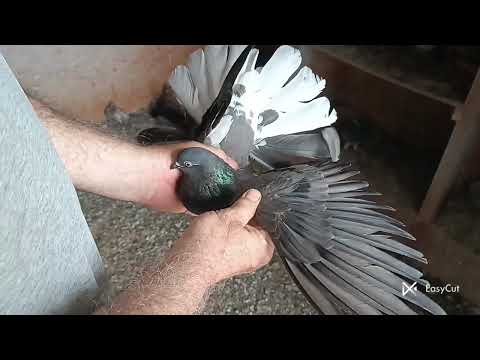 Видео: Николаевские голуби у Бориса Шимбарева Часть 1