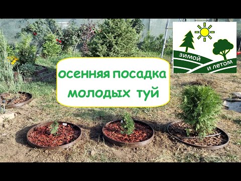 Видео: Осенняя посадка молодых туй