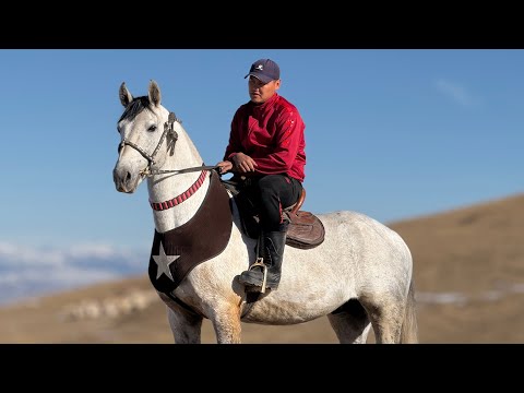 Видео: КӨКЧӨ АТЫН АТЫ ЭКЕНГО ЧИРКИН 🤯 #байтв 