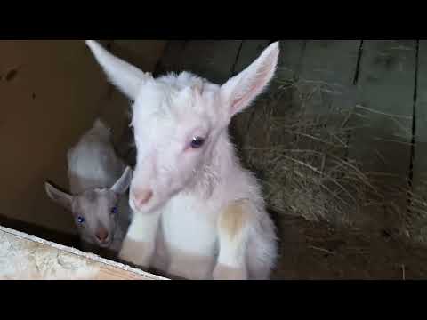 Видео: Муостабытын оҥорон саҕалаатыбыт