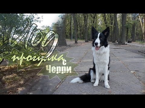 Видео: VLOG ~ ПРОГУЛКА С БОРДЕР КОЛЛИ ЧЕРРИ В ПАРКЕ