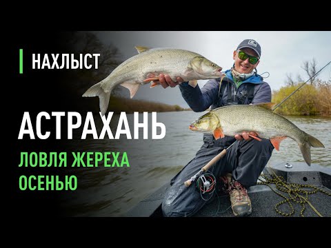 Видео: Осенний ЖЕРЕХ ловля на глубине. Лучшие стримеры для капризного жереха.