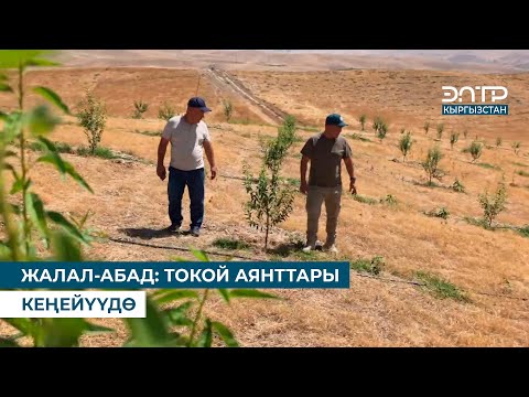 Видео: ЖАЛАЛ-АБАД: ТОКОЙ АЯНТТАРЫ КЕҢЕЙҮҮДӨ