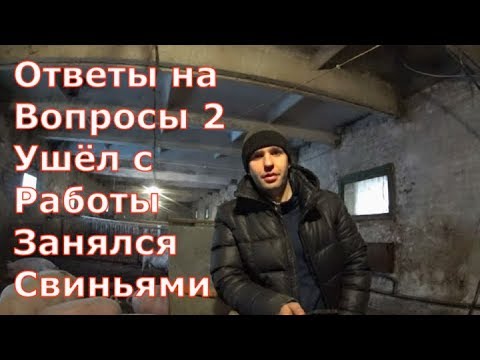 Видео: Ушел с работы, занялся свиньями/Как начал заниматься свиньями