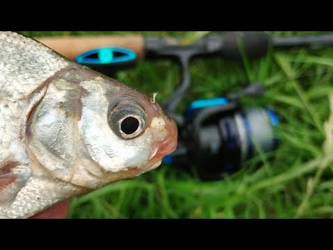 Видео: Фідерна рибалка на Південному Бузі: Висока вода, сильна течія та кльов підляща!