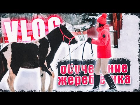 Видео: VLOG Работа В Руках с ЖЕРЕБЁНКОМ Харди // Go Pro подводит...