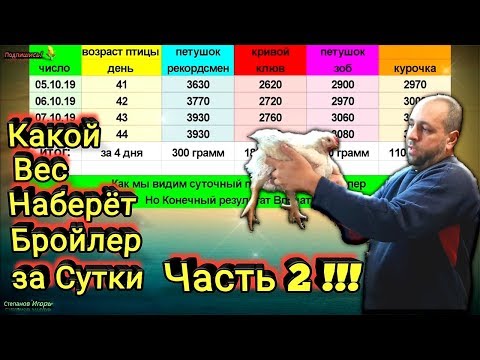 Видео: Какой Вес Наберёт Бройлер за Сутки часть 2