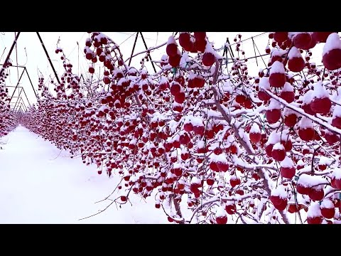 Видео: Урожай снежных яблок и как хранить яблоки под снегом, японская техника выращивания яблок