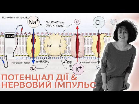 Видео: Як ушкоджений нерв у спині може спричинити набряк стопи