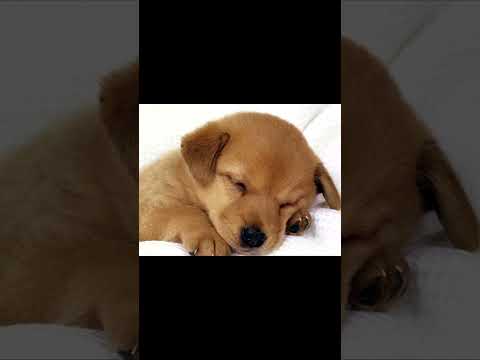 Видео: зов припяти: прохождение #2 задание с глухарём