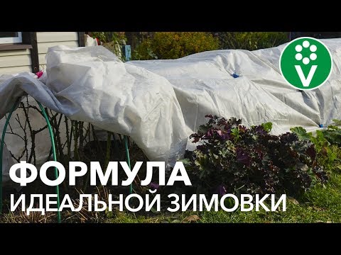 Видео: НИ ОДНА РОЗА НЕ ЗАМЕРЗНЕТ! Как обрезать и укрыть розы на зиму?