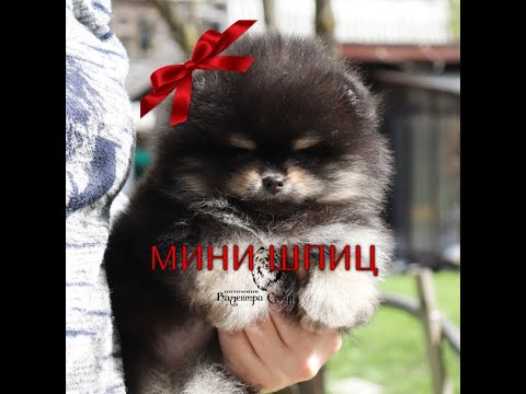 Видео: Мини ШПИЦ.Чёрно-подпалые щенки Померанского ШПИЦА. У нас можно купить щенка шпица- медвежонка.Shpitz