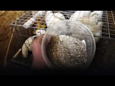 Видео: 5 ноября 2025 г.