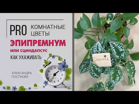 Видео: Растение Эпипремнум, он же Сциндапсус? Мужегон или сердцеед - давайте разбираться | Комнатная лиана