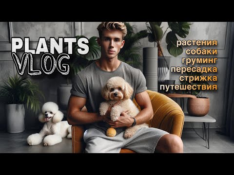 Видео: ОБЗОР 200 РАСТЕНИЙ🥸🪴БУДНИ ПАРНЯ ЦВЕТОВОДА😱/ ПЕРЕСАДКИ / ГРУМИНГ ПУДЕЛЯ И МАЛЬТИПУ 🐶🐩