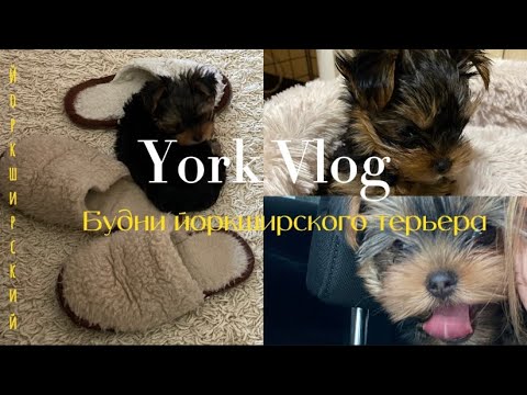 Видео: Йоркширский терьер мини. Будни щенка.