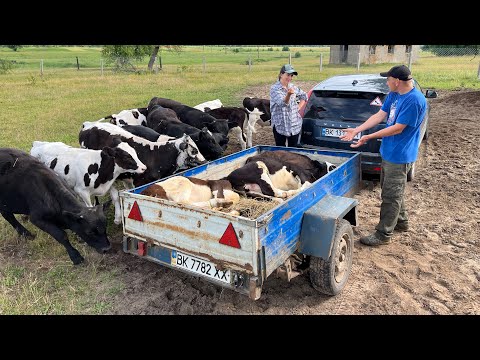 Видео: Закупили биків для відгодівлі! Збираємо сіно! Сарненщина!