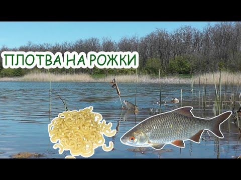 Видео: Рыбалка на плотву / Крупная плотва на рожки / рыбалка на поплавок