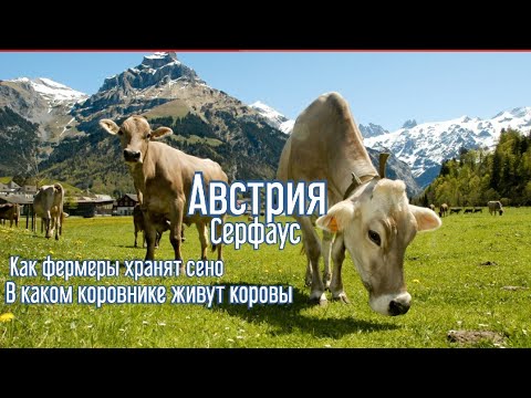 Видео: Коровник в Австрии. Как работают фермеры. Коровники Серфауса. Чем косят траву(2)