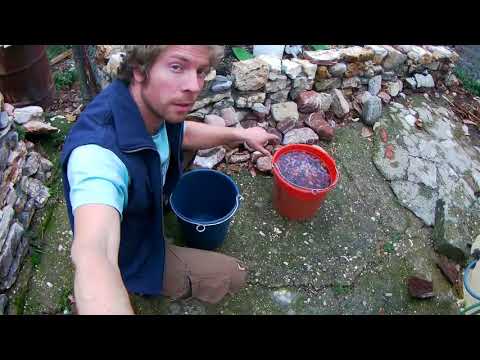 Видео: Жизнь в греческой деревне. Сбор оливок и их засолка. Делюсь рецептом. Бабушка