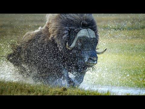Видео: ОВЦЕБЫК - спартанец севера который легко переносит самый лютый мороз!