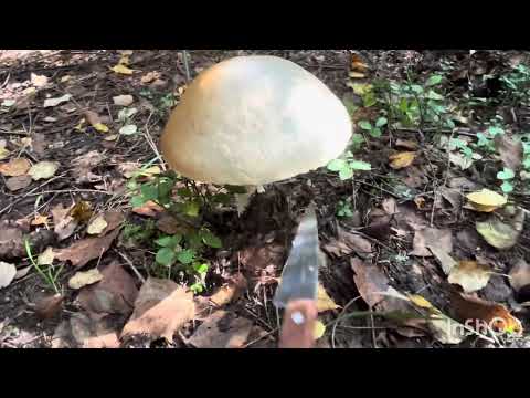 Видео: Лес.Грибы.Прогулка.