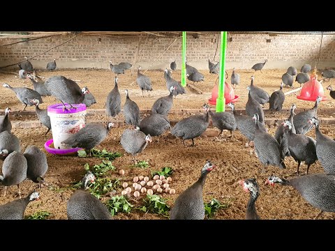 Видео: Удивительная порода цыплят Star Chicken летают как птицы!!!