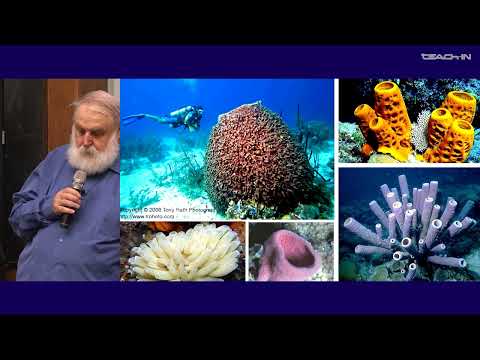 Видео: Малахов В.В. - Зоология беспозвоночных - 6. Тип Porifera (Губки)