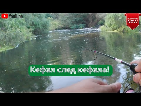 Видео: Кефал след кефала!