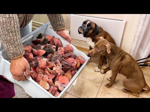 Видео: Чем кормить собаку. Цена на мясо. Рынок или интернет магазин
