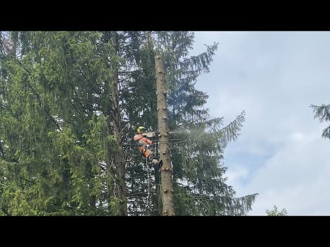 Видео: Арбористика‼️Удаление наклоненной 35м ели🌲Arboristics‼️Removal of an inclined 35m spruce🌲