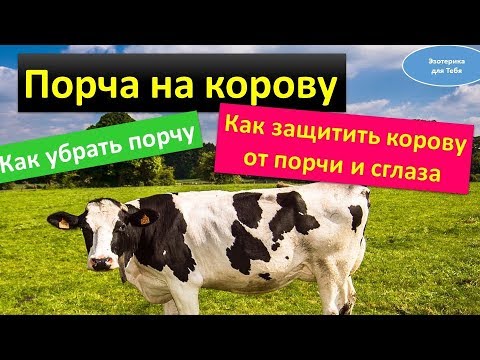 Видео: Порча на корову. Как убрать порчу. Как защитить корову от сглаза