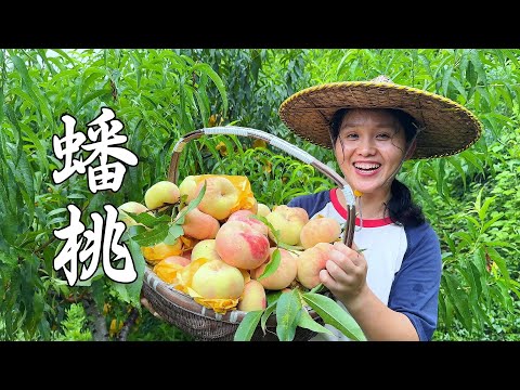 Видео: Персики созрели, каждый большой, сладкий и красивый.