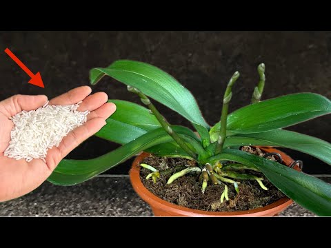 Видео: Просто посыпьте сверху! Орхидея будет цвести круглый год, словно по волшебству.