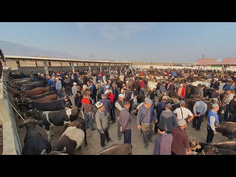 Видео: Халмион малБазары.20.09.24г/ 250сомго сиздерге соонун мүмкүнчүлүк 0555 94 44 05 ватсап жазыңыздар.