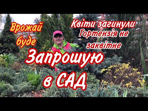 Видео: САД .Життя повертається.Квіти зникли.Гортензія не заквітне.Врожай буде.Доріжка з барбарисів.