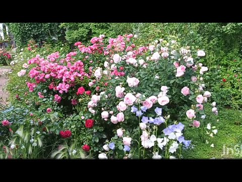 Видео: Розы, которые цветут первыми: шрабы Остина, флорибунды, чайно-гибридные.