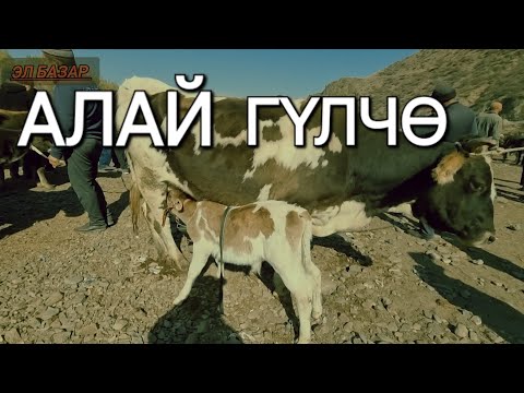 Видео: АЛАЙ . ГҮЛЧӨ МАЛ БАЗАРЫ. РЕАЛДУУ БААЛАР 