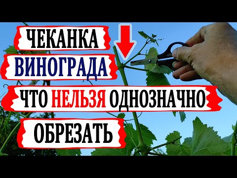 Видео: 🍇 ЧЕКАНКА винограда ПРАВИЛЬНО! Что ОБЯЗАТЕЛЬНО нужно СДЕЛАТЬ если выросли очень длинные побеги ?