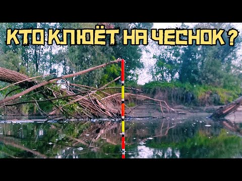 Видео: ЧЕСНОЧНАЯ ЖИЖА СРАБОТАЛА! Кто клюёт в ЯМЕ на поплавок? Карась или лещ?