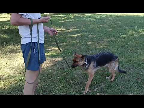 Видео: 289. Немецкая овчарка, развитие пищевой мотивации.
